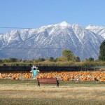 pumpkin ranch