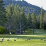 tahoe-paradise-golf-course