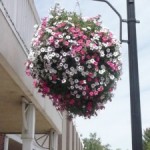 Flowerbaskets1