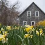 Barn and daffodils