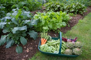 Veg Garden - Gardnerville